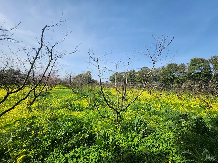 Immagine 2 di Terreno agricolo in vendita  a San Sperate