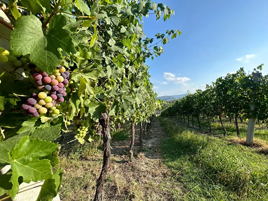 Immagine 16 di Porzione di casa in vendita  in Via Barlete a Valsamoggia