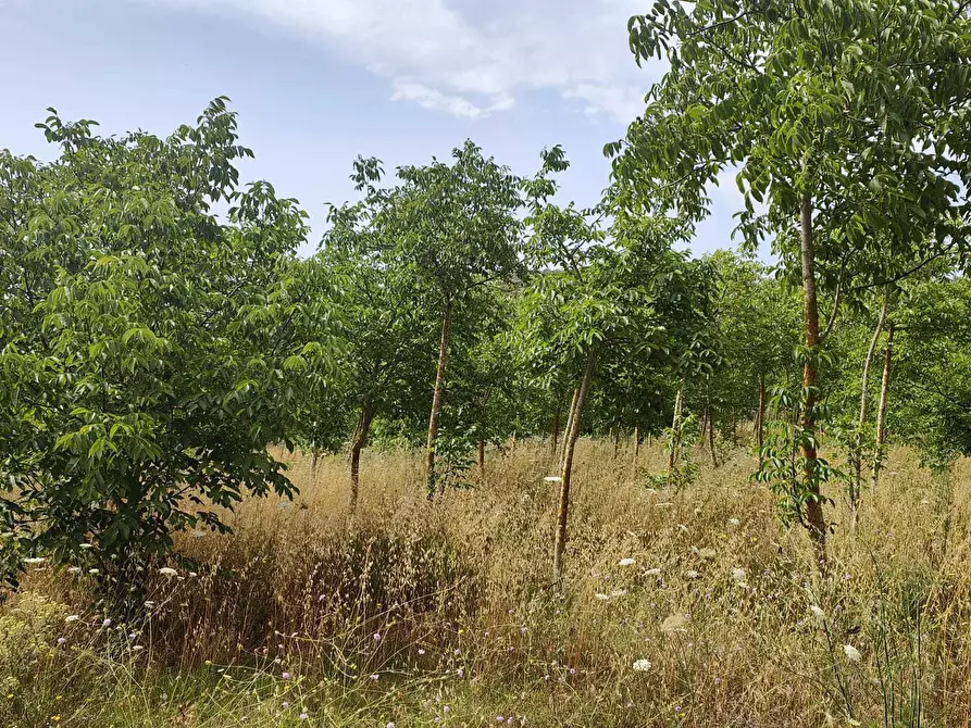 Immagine 6 di Terreno agricolo in vendita  in Strada Provinciale 14 5 a Noto