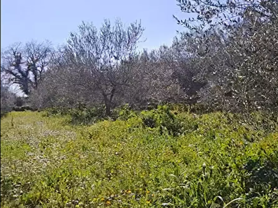 Immagine 12 di Terreno agricolo in vendita  in contrada Santa Lucia di Mendola a Noto