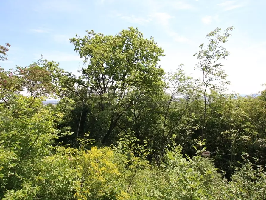 Immagine 11 di Terreno agricolo in vendita  in Via Castellaro a Castegnero