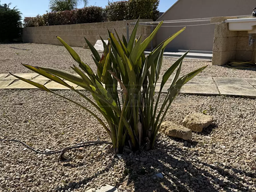 Immagine 27 di Pentalocale in vendita  in Via delle tessitrici 1 a Sannicola