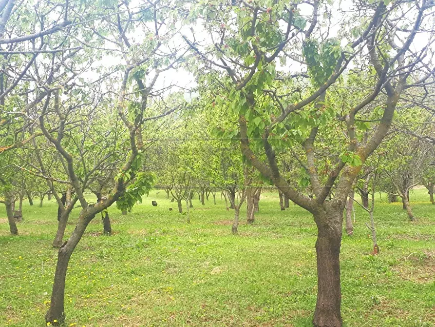 Immagine 24 di Terreno agricolo in vendita  a Castegnero