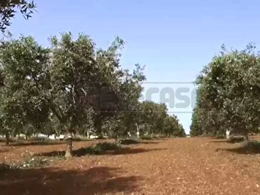 Immagine 3 di Azienda agricola in vendita  a Castelvetrano