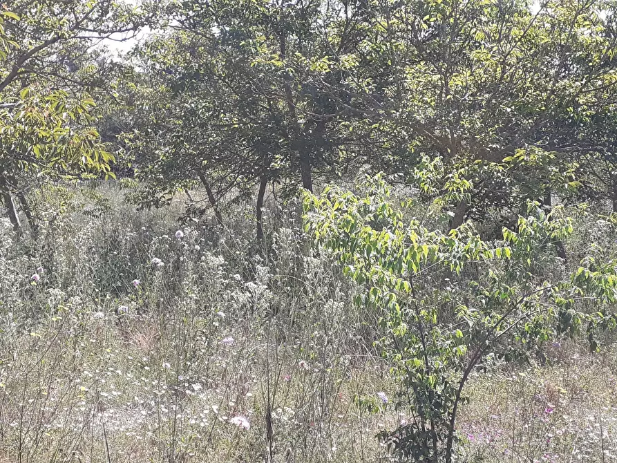 Immagine 6 di Terreno agricolo in vendita  in Strada Statale 287 a Noto