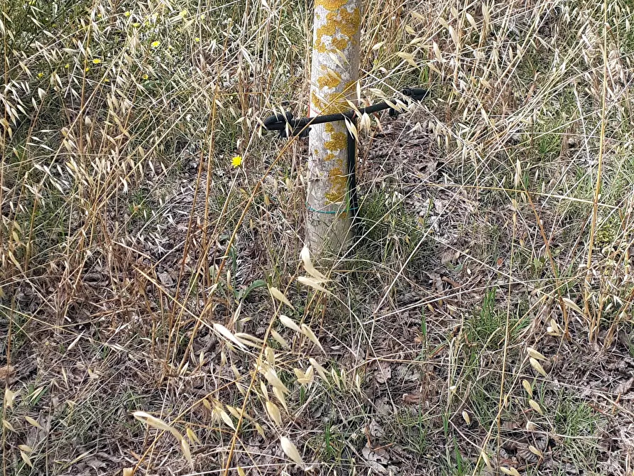 Immagine 18 di Terreno agricolo in vendita  in Strada Provinciale 14 5 a Noto