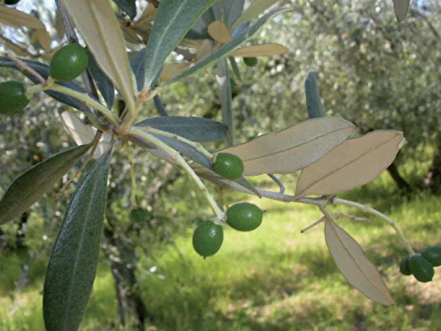 Immagine 21 di Terreno agricolo in vendita  in Corso Vittorio Emanuele 81 a Floridia