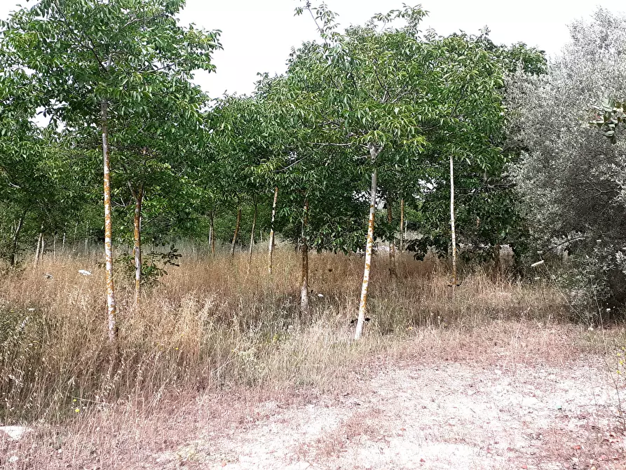 Immagine 14 di Terreno agricolo in vendita  in Strada Provinciale 14 5 a Noto