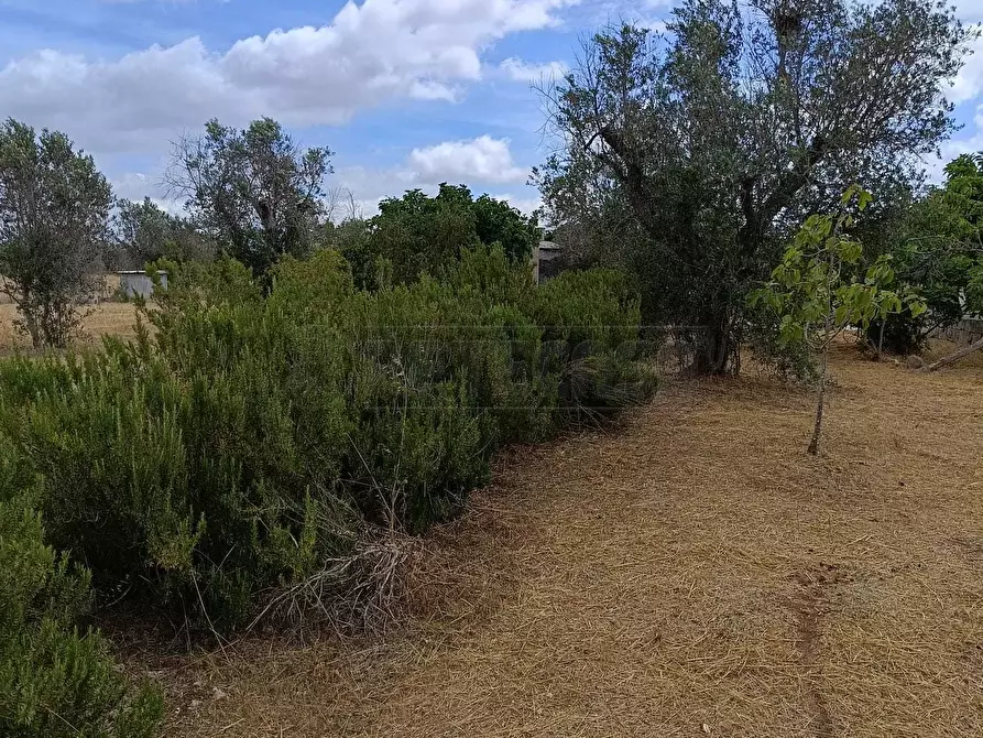 Immagine 10 di Terreno agricolo in vendita  a Corigliano D'otranto