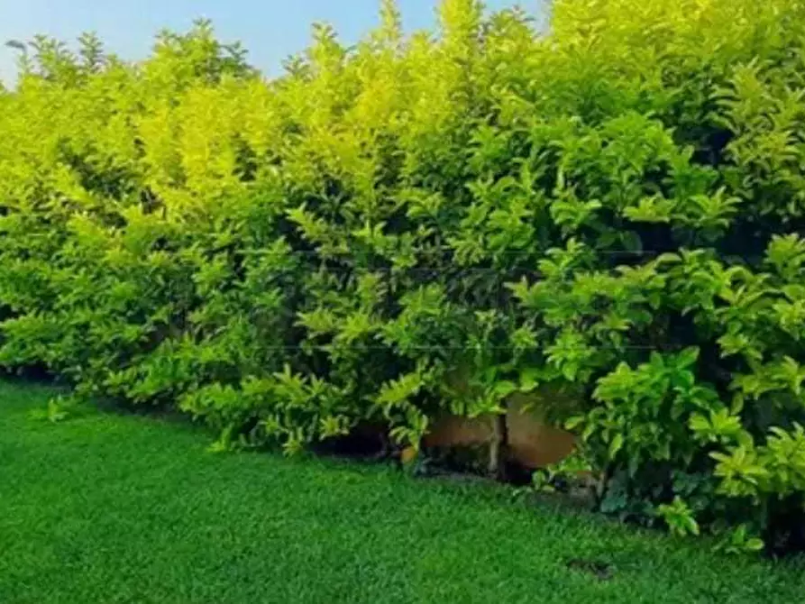 Immagine 7 di Villa in vendita  a Petrosino