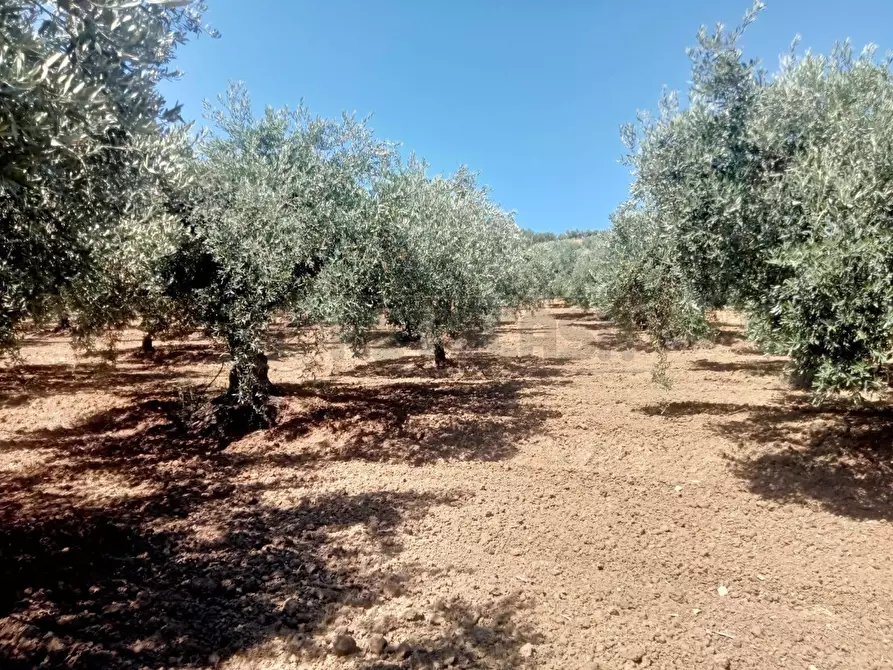 terreno agricolo in vendita a Castelvetrano