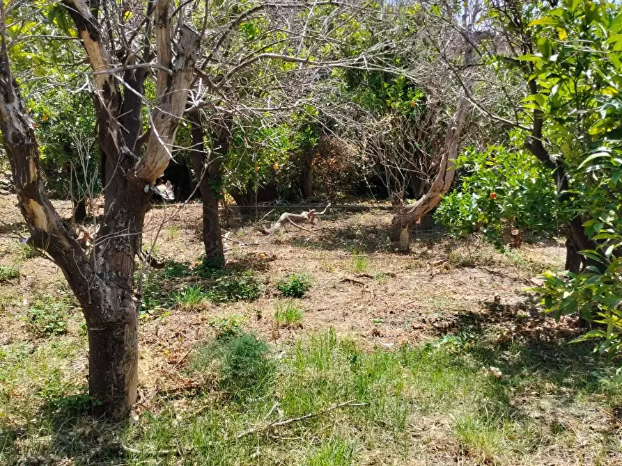 Immagine 19 di Terreno agricolo in vendita  in Vico Trave in Giampilieri Superiore 15 a Messina