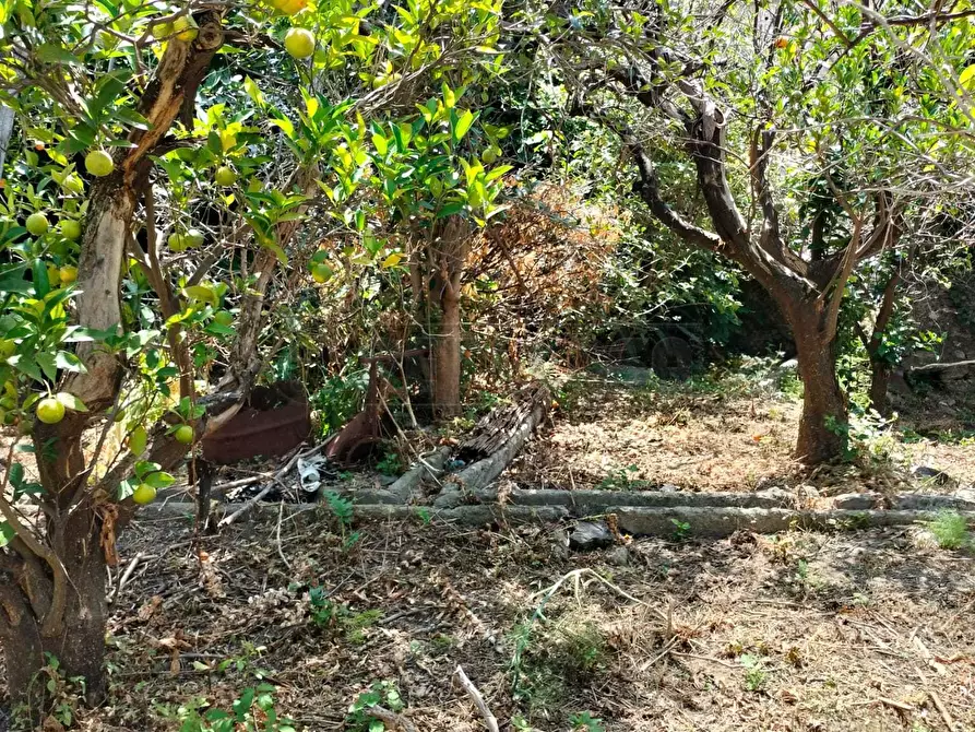 Immagine 8 di Terreno agricolo in vendita  in Vico Trave in Giampilieri Superiore 15 a Messina