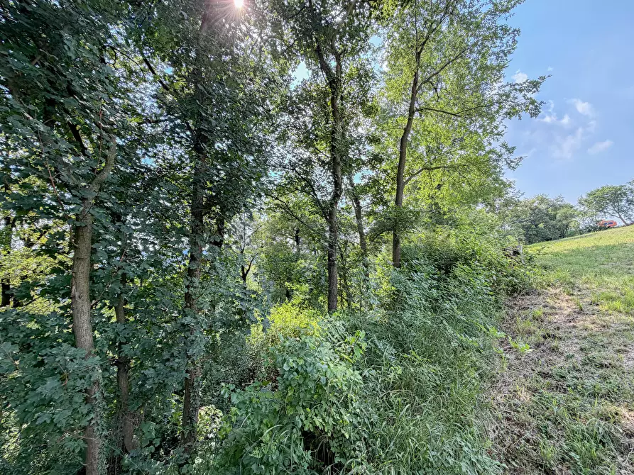 Immagine 17 di Terreno agricolo in vendita  in Via Castegnini di Sopra a Sovizzo