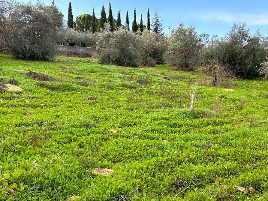 Immagine 4 di Terreno agricolo in vendita  in Via dei Gelsi di Niscima 1 a Caltanissetta