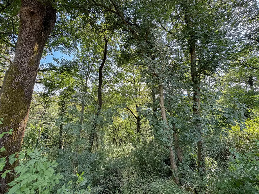 Immagine 16 di Terreno agricolo in vendita  in Via Castegnini di Sopra a Sovizzo