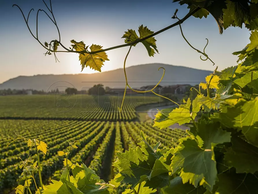 Immagine 2 di Terreno agricolo in vendita  a Mazara Del Vallo