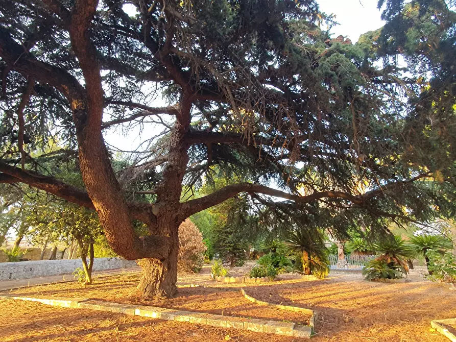 Immagine 9 di Villa in vendita  a Modica