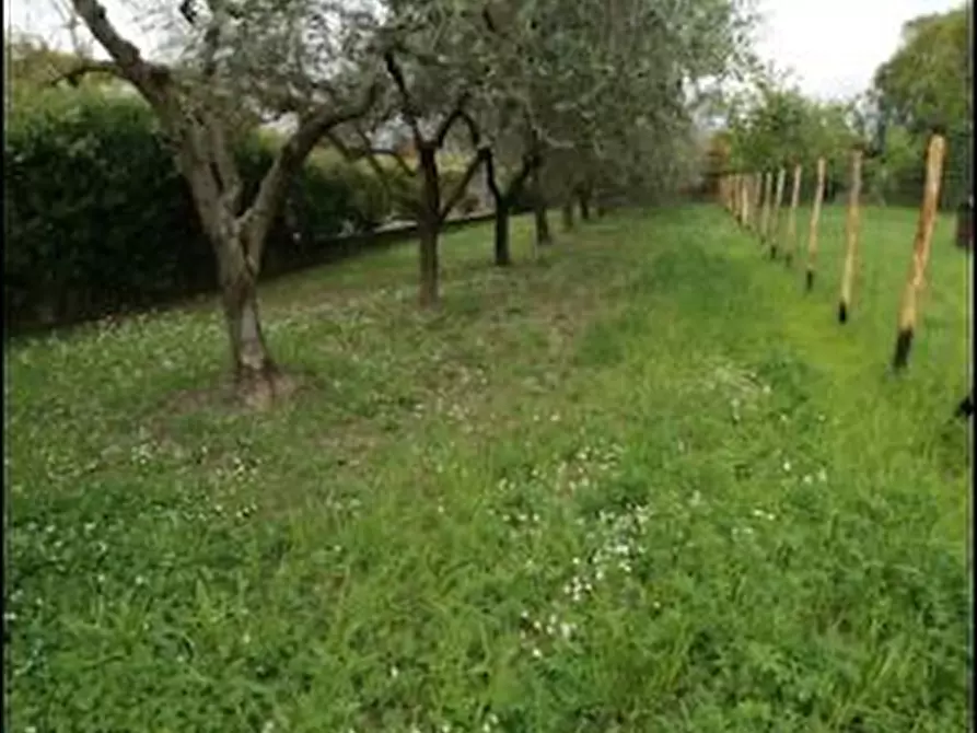 Immagine 1 di Terreno agricolo in vendita  a Ameglia