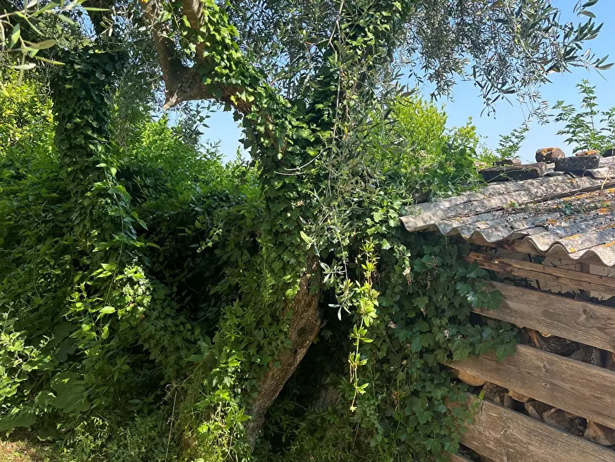 Immagine 21 di Casa indipendente in vendita  in Contrada Colle a Montecarotto