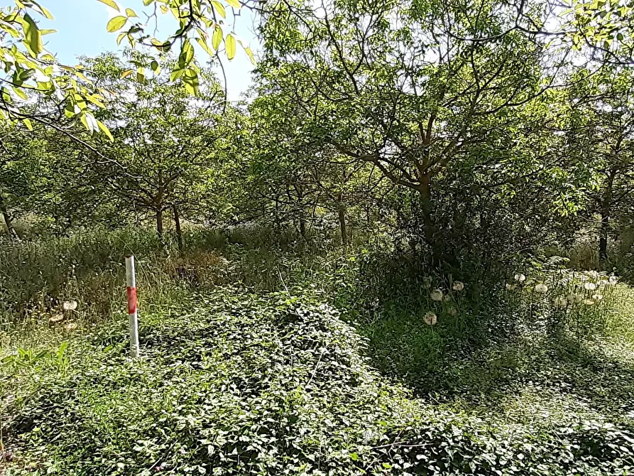 Immagine 14 di Villa in vendita  in Strada Statale 287 a Noto