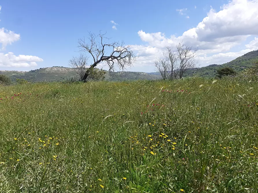 Immagine 4 di Terreno agricolo in vendita  in c.da Poi a Palazzolo Acreide