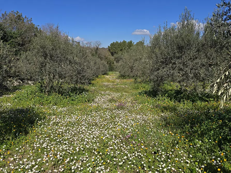 Immagine 19 di Terreno agricolo in vendita  in contrada Santa Lucia di Mendola a Noto