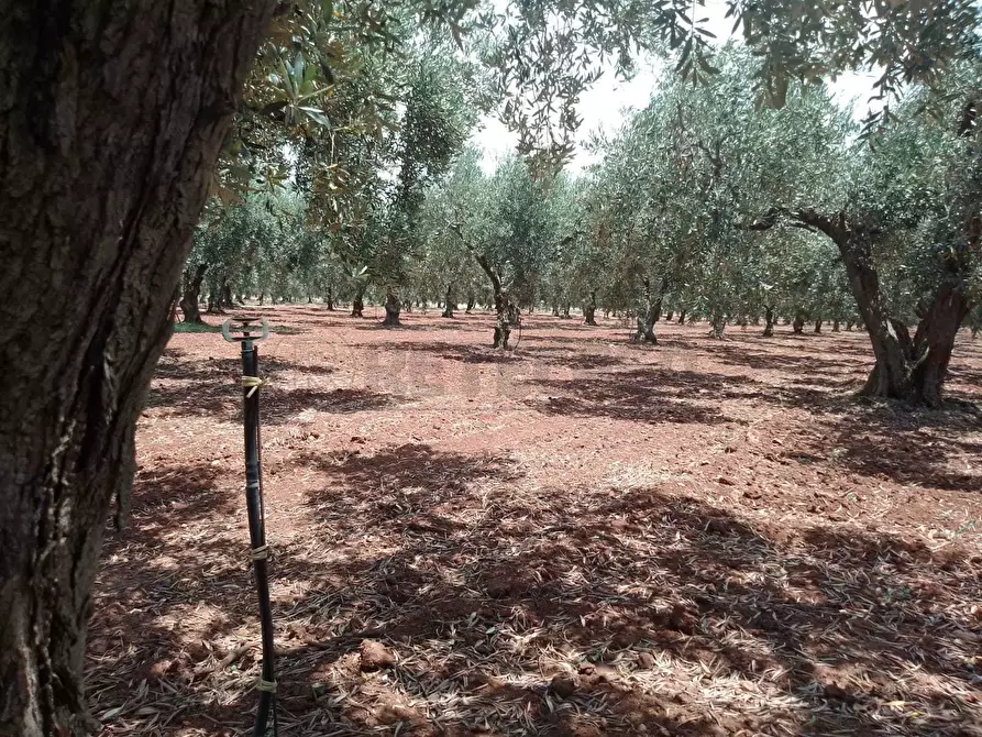 Immagine 1 di Terreno agricolo in vendita  a Campobello Di Mazara