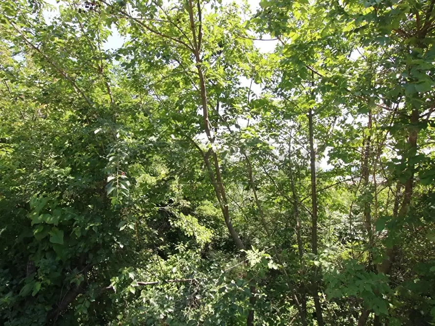 Immagine 12 di Terreno agricolo in vendita  in Via Castellaro a Castegnero
