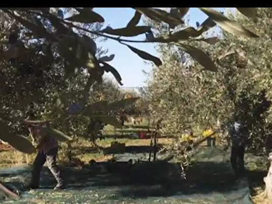 Immagine 2 di Azienda agricola in vendita  a Castelvetrano