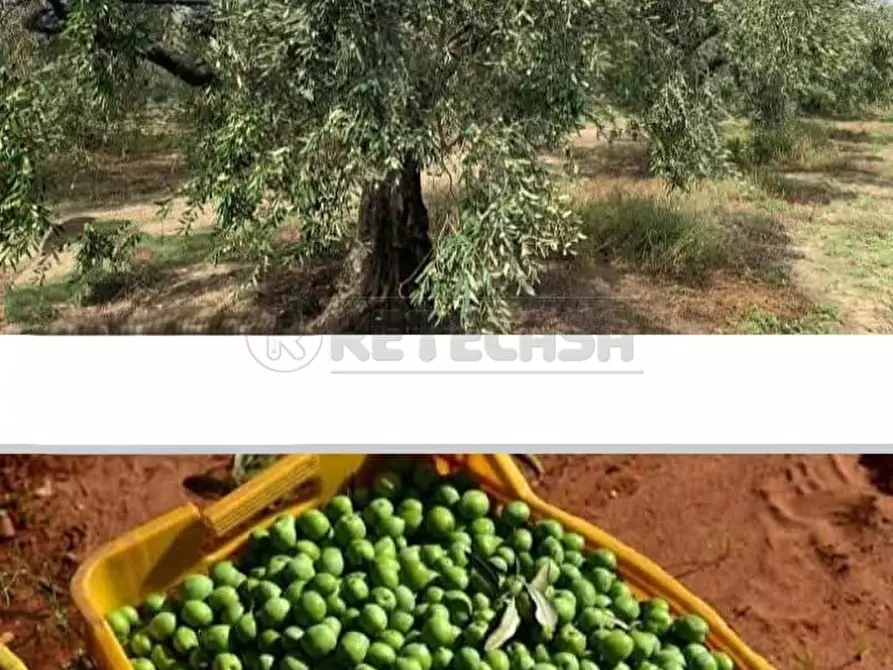 Immagine 17 di Agriturismo in vendita  a Castelvetrano