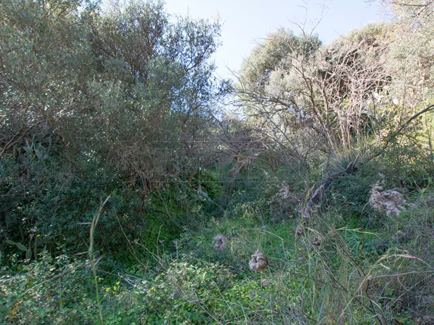 Immagine 1 di Terreno agricolo in vendita  in santa margherita, messina a Messina