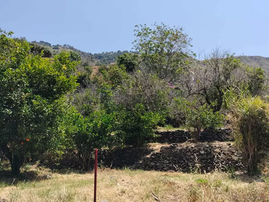Immagine 14 di Terreno agricolo in vendita  in Vico Trave in Giampilieri Superiore 15 a Messina