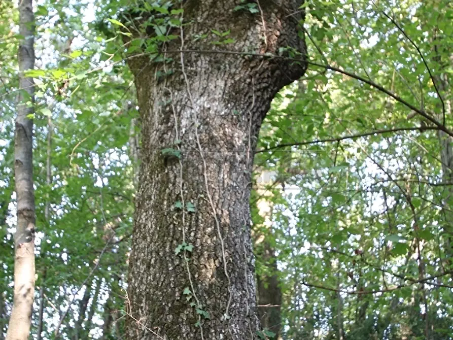 Immagine 28 di Terreno agricolo in vendita  a Arcugnano