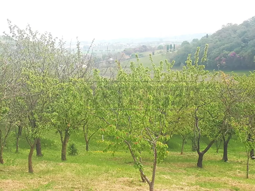 Immagine 7 di Terreno agricolo in vendita  a Castegnero