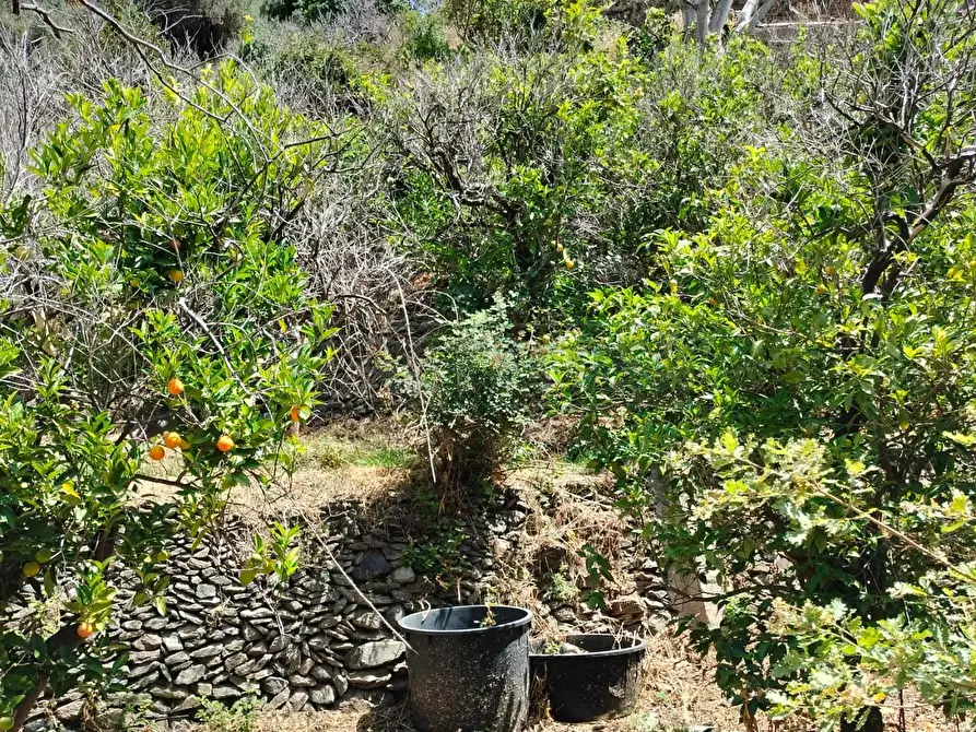 Immagine 16 di Terreno agricolo in vendita  in Vico Trave in Giampilieri Superiore 15 a Messina