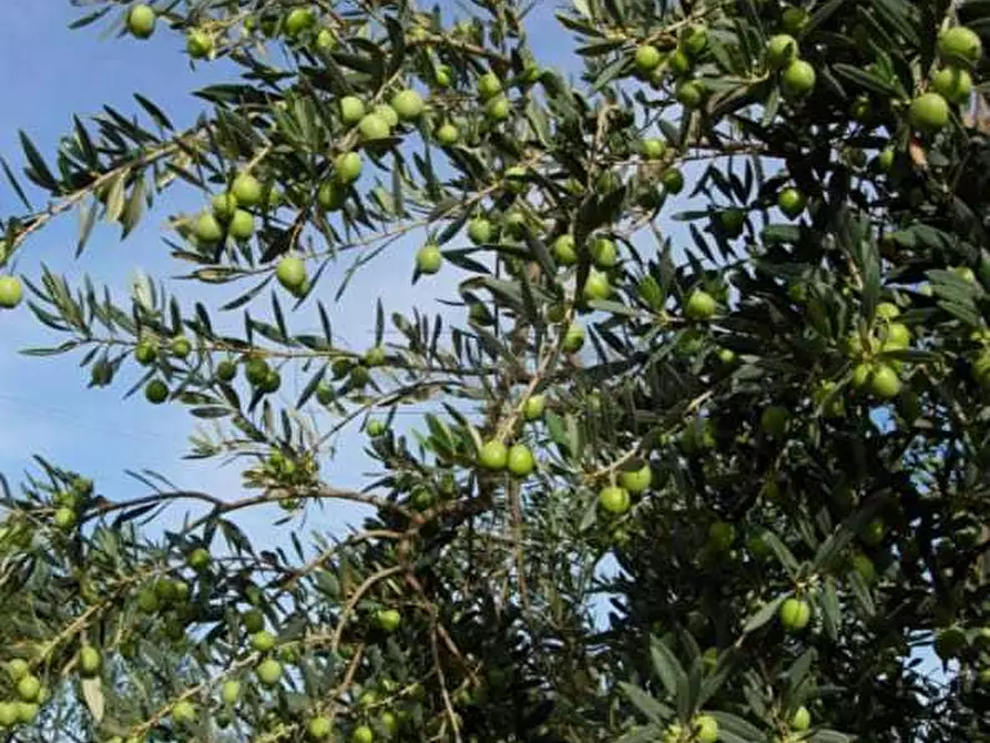 Immagine 1 di Terreno agricolo in vendita  a Castelvetrano