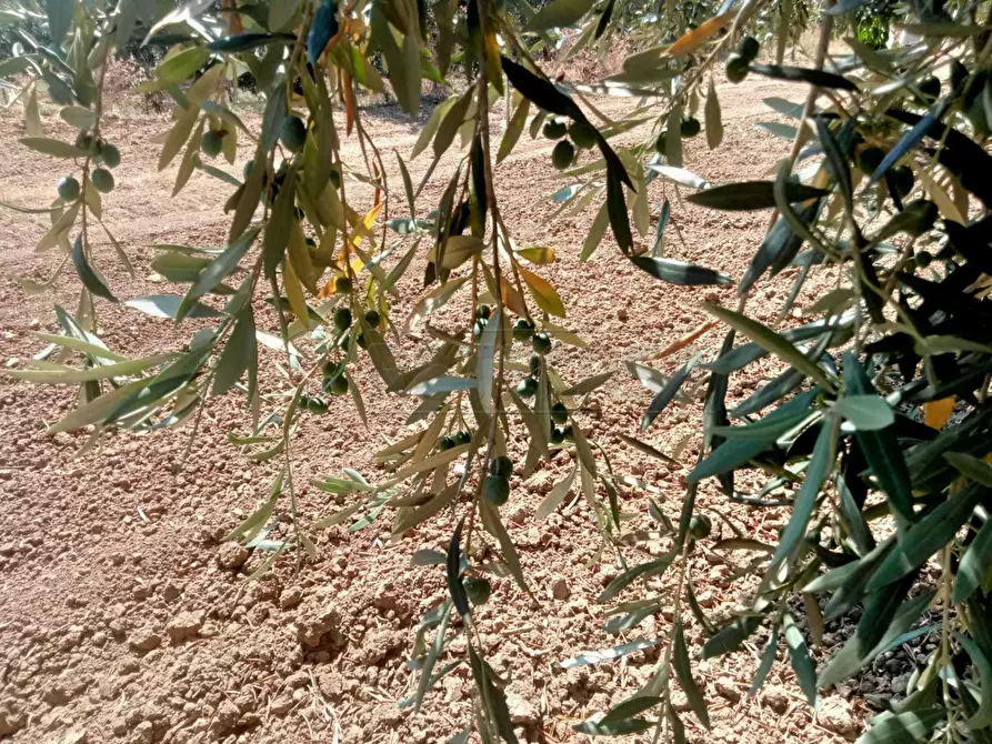 Immagine 28 di Villa in vendita  a Menfi