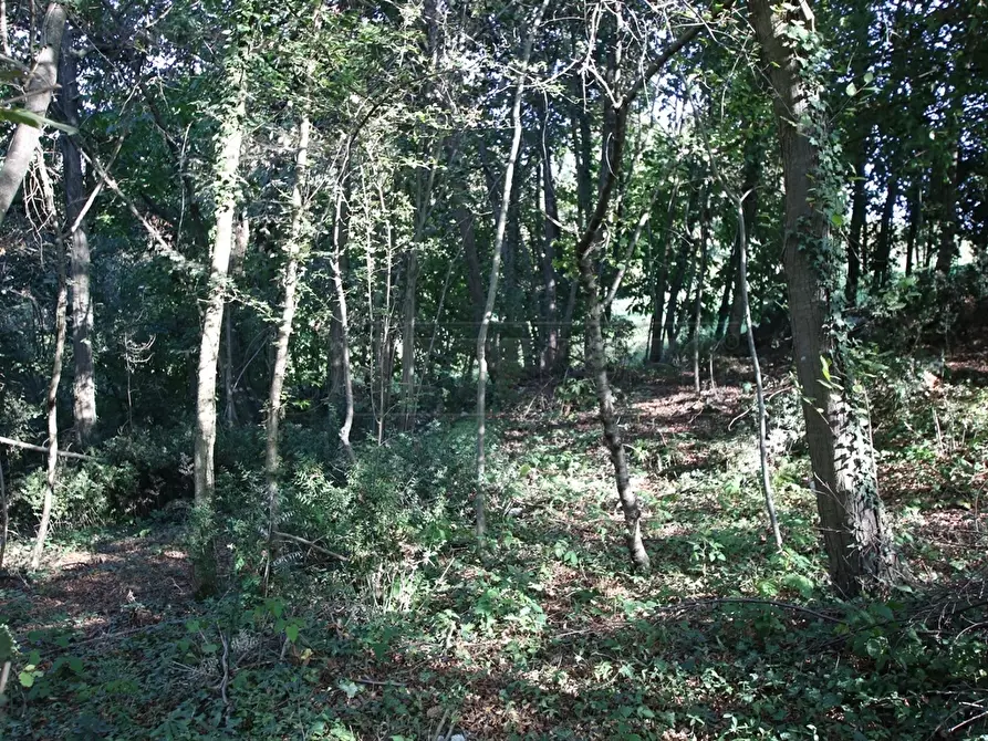 Immagine 21 di Terreno agricolo in vendita  a Arcugnano