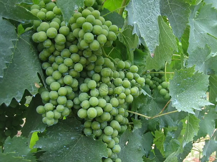 Immagine 21 di Rustico / casale in vendita  in via di san martino a Lucca