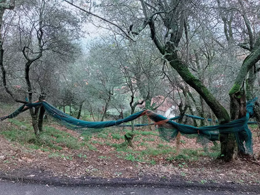 Immagine 7 di Terreno edificabile in vendita  a Ameglia