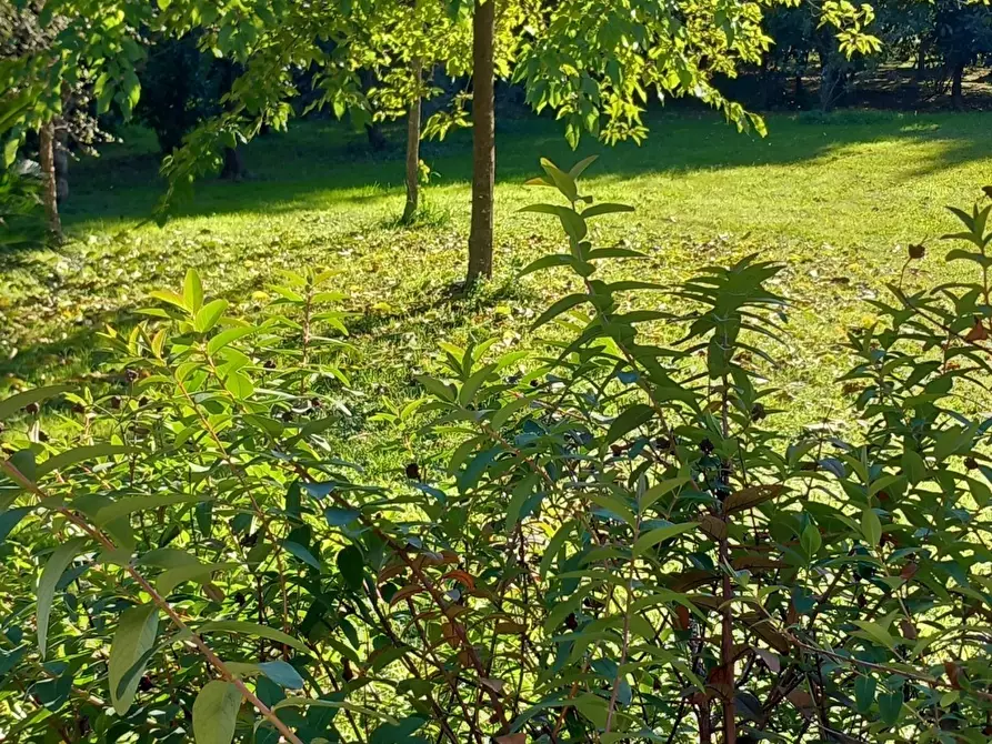 Immagine 26 di Casa indipendente in affitto  a Sarzana