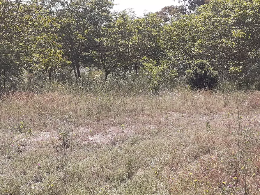 Immagine 15 di Terreno agricolo in vendita  in Strada Statale 287 a Noto
