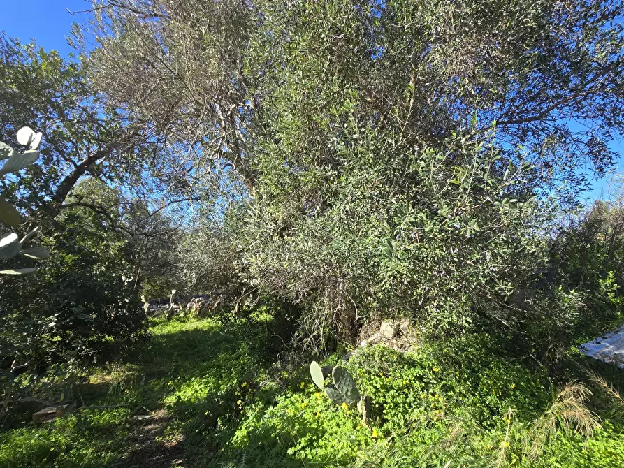 Immagine 20 di Terreno agricolo in vendita  in C.DA CUGNI SNC a Siracusa