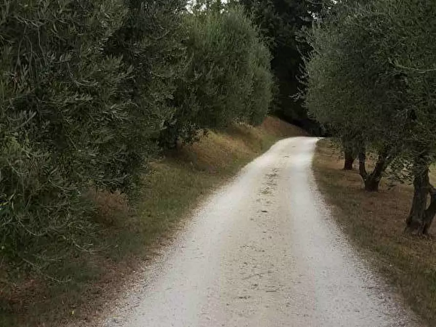 Immagine 5 di Agriturismo in vendita  a Offagna