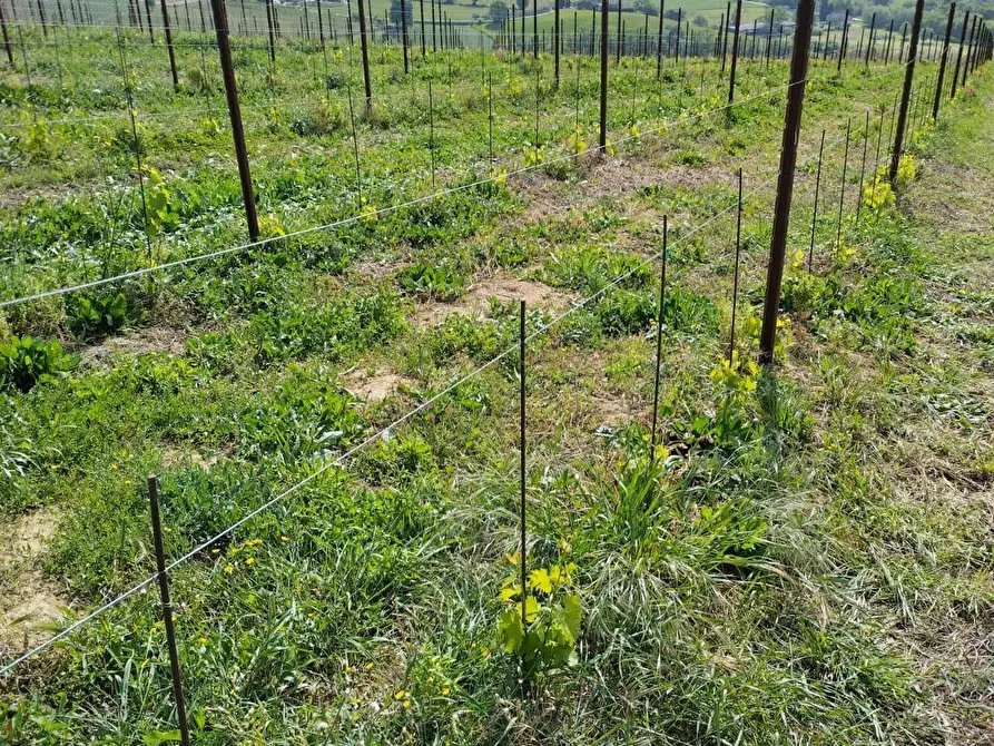 Immagine 22 di Terreno agricolo in vendita  a Montefiore Dell'aso