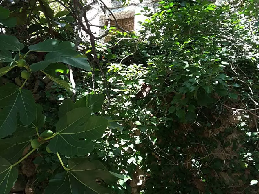 Immagine 3 di Casa indipendente in vendita  a Cupra Marittima