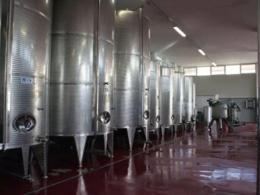 Immagine 1 di Azienda agricola in vendita  a Ripatransone