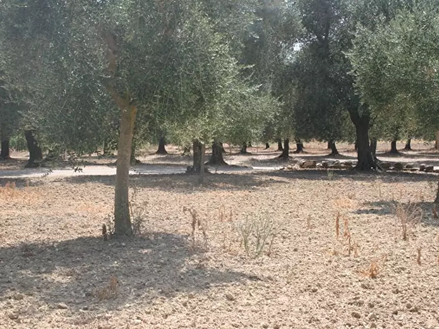 Immagine 22 di Terreno agricolo in affitto  in contrada mandrò a Cutrofiano