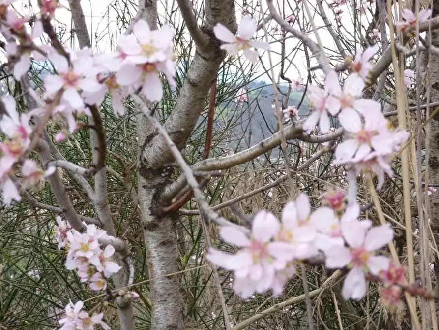 Immagine 22 di Rustico / casale in vendita  a Offida